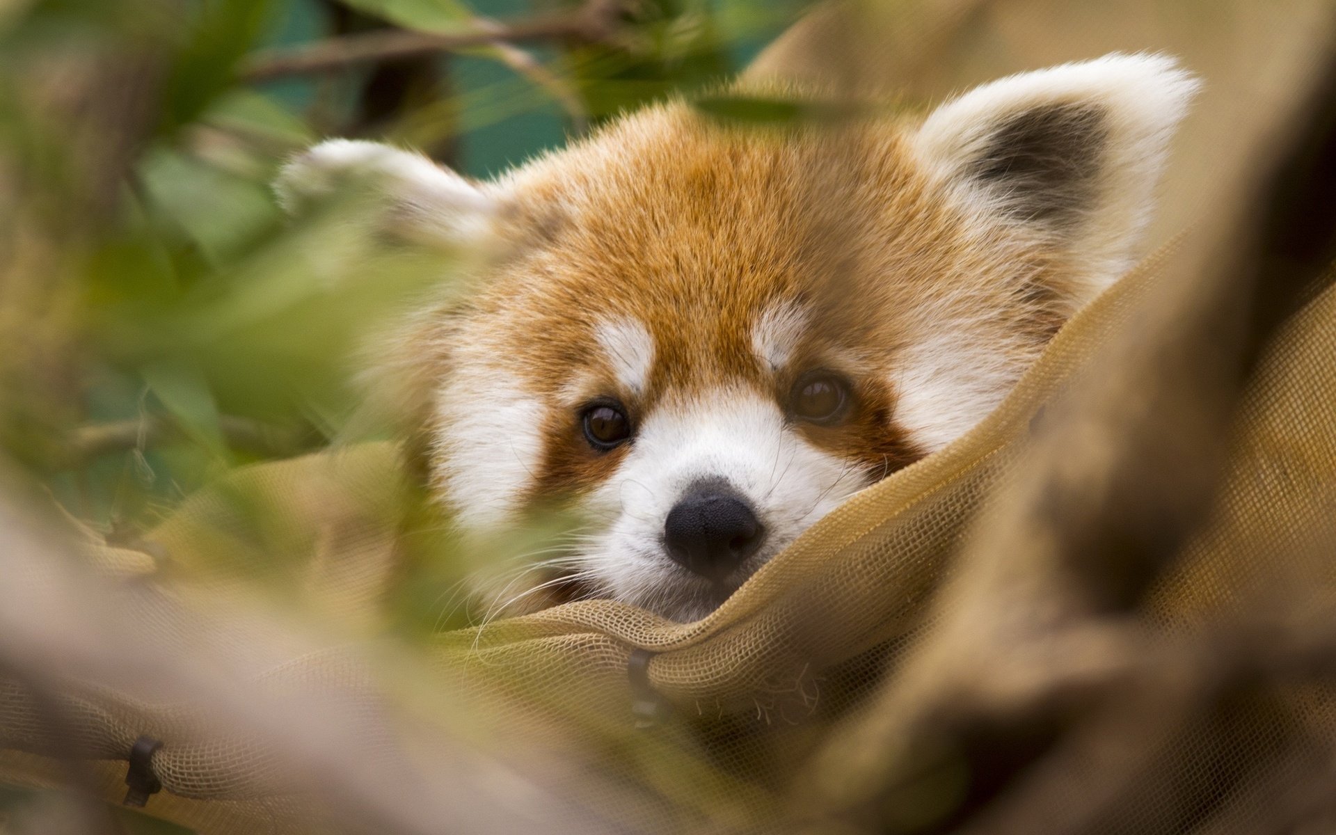 Awesome Red Panda free wallpaper ID:64047 for hd 1920x1200 PC