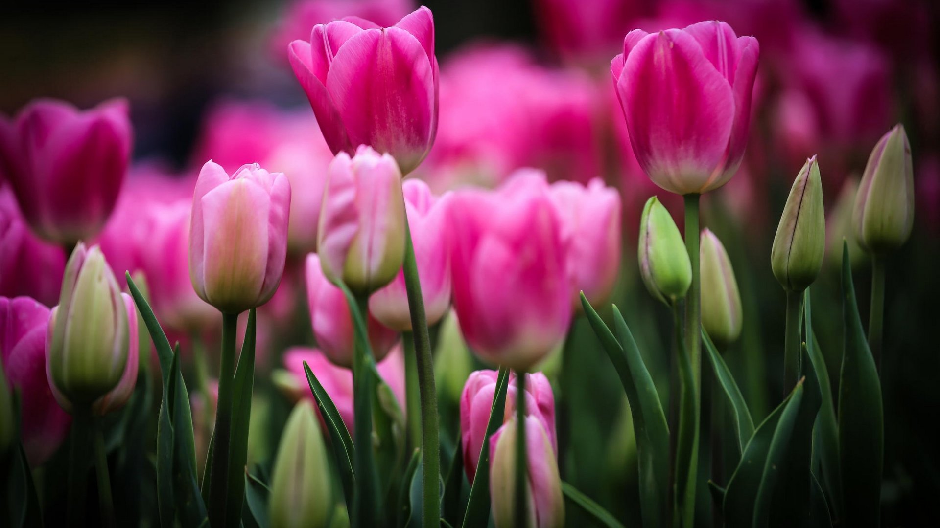 Awesome Tulip free background ID:157383 for 1080p PC