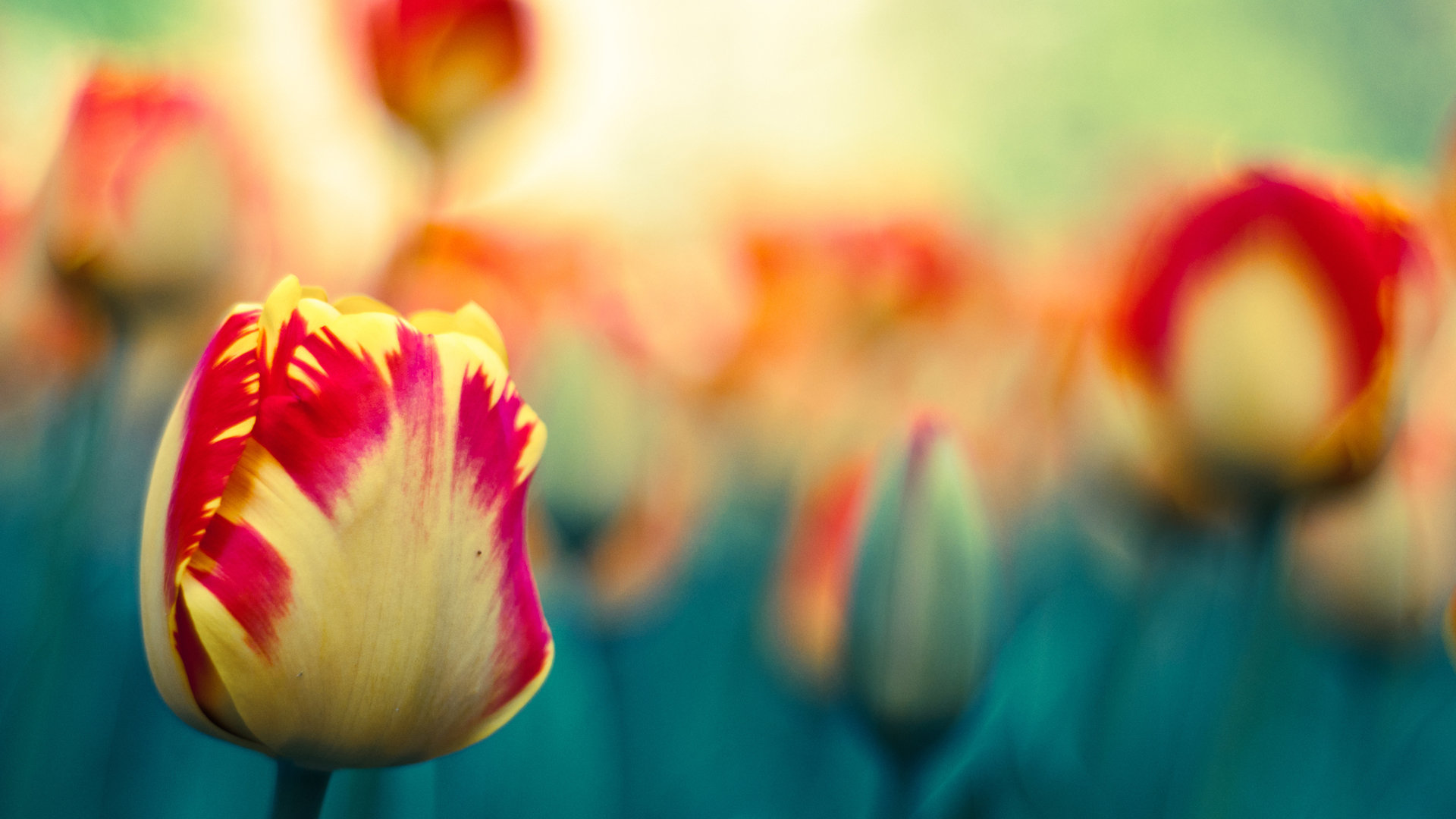 Free Tulip high quality background ID:157658 for full hd 1920x1080 desktop