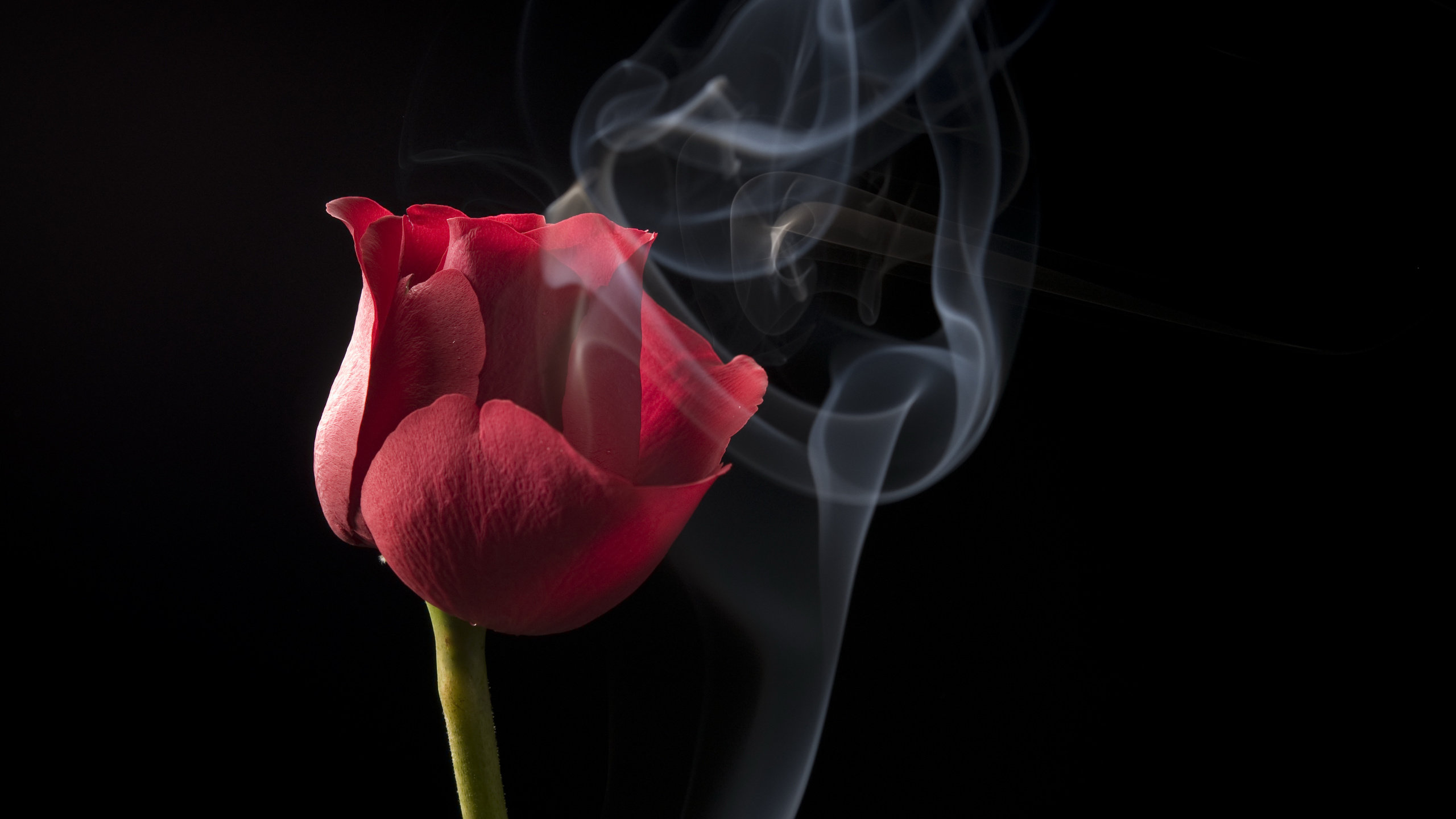 Free Tulip high quality background ID:157384 for hd 2560x1440 PC