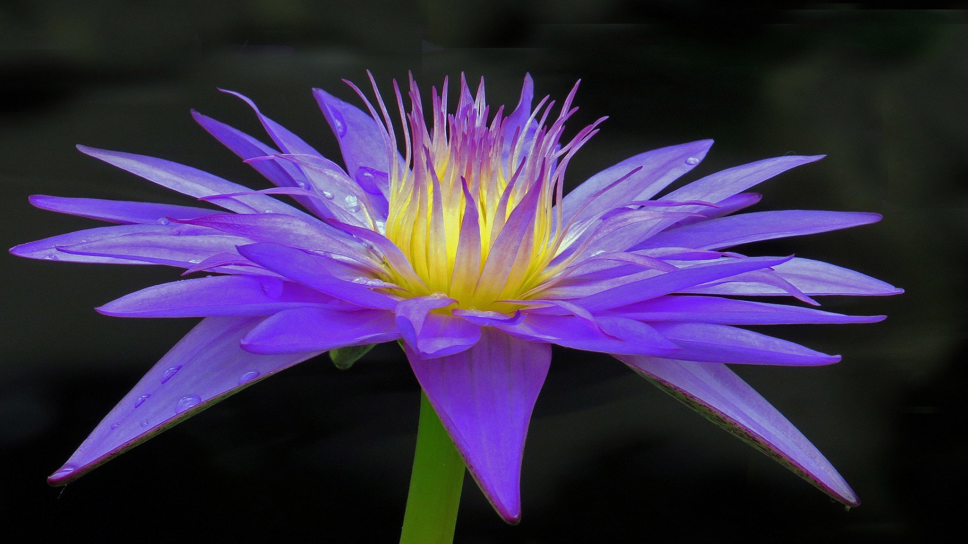 High resolution Water Lily full hd background ID:366162 for PC