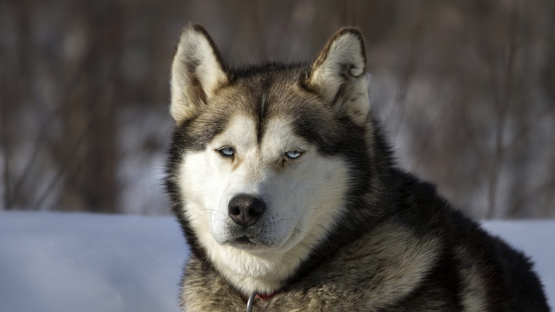 Free download Husky wallpaper ID:198380 full hd for computer