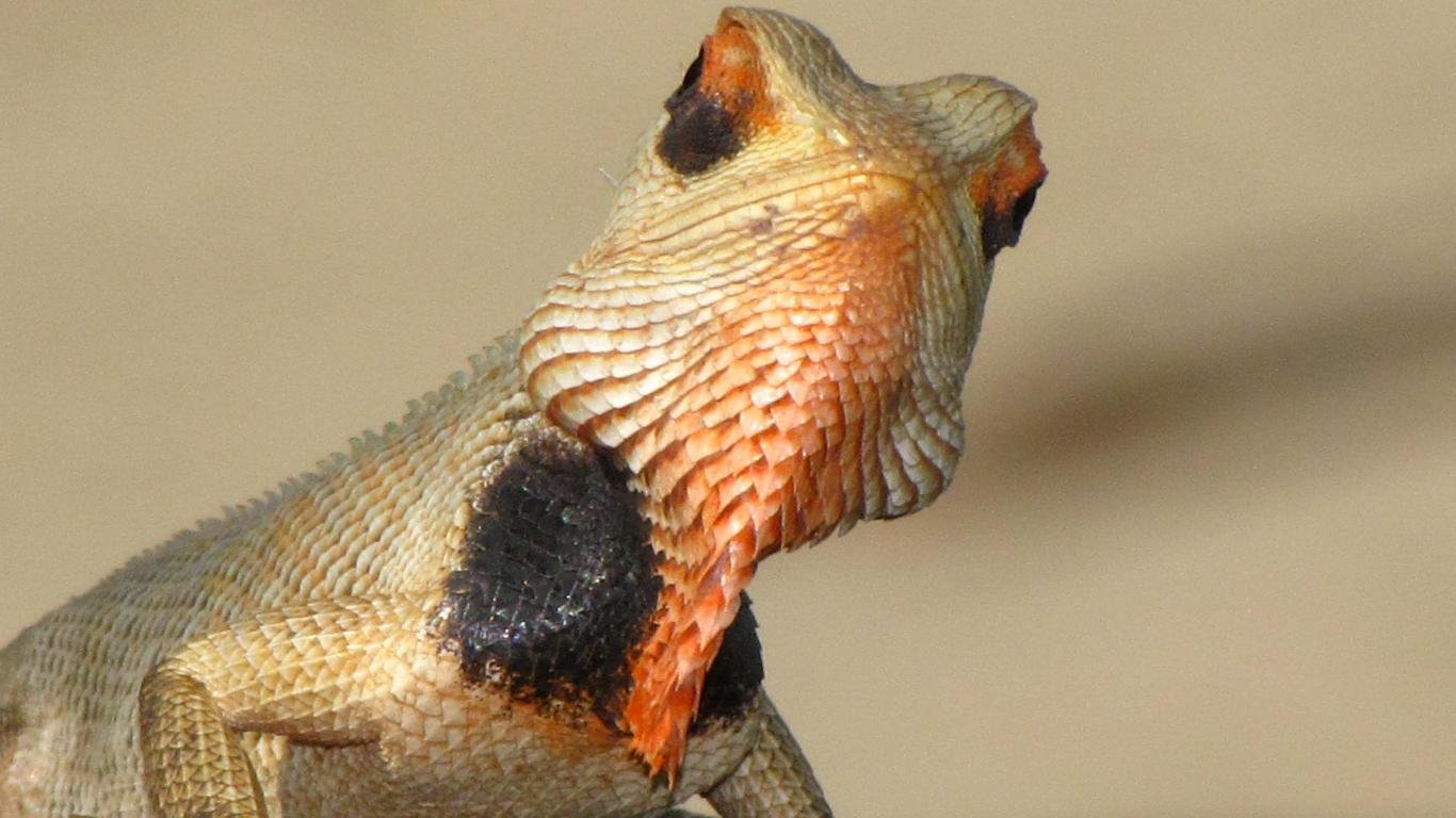 Free Lizard high quality wallpaper ID:443927 for 1366x768 laptop computer