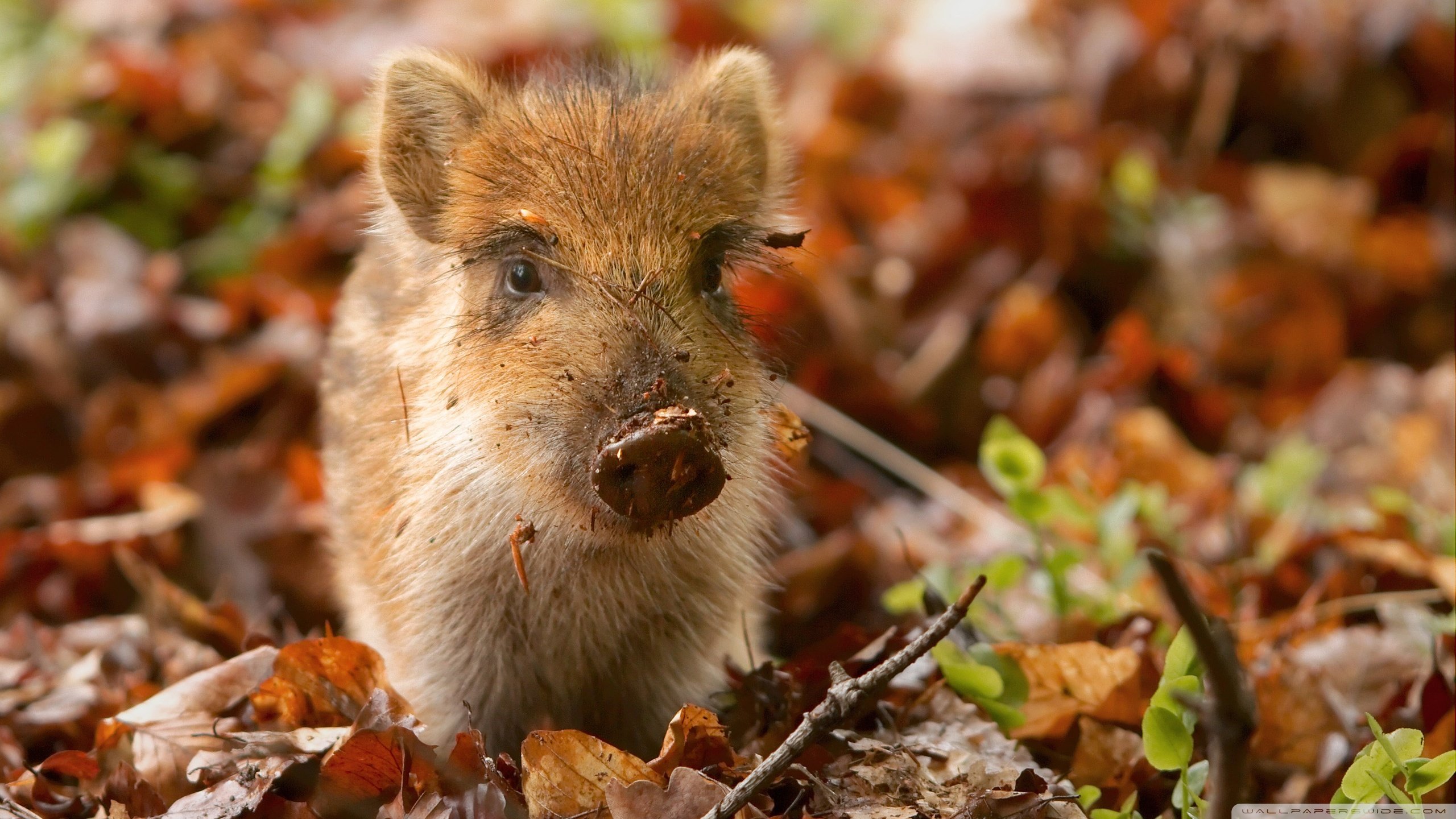 High resolution Pig hd 2560x1440 wallpaper ID:452555 for PC