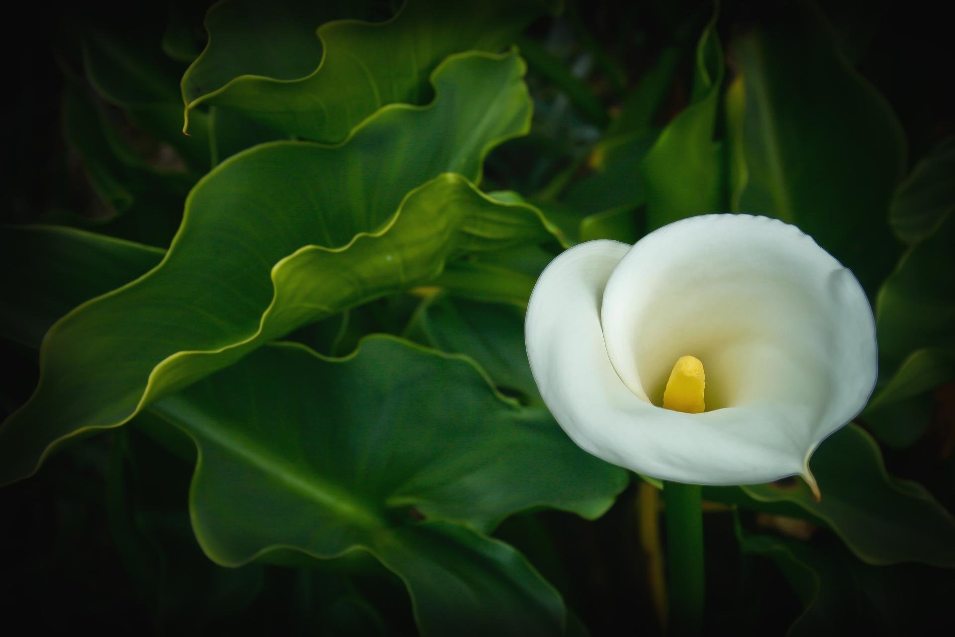 Free Calla Lily high quality background ID:442414 for hd 1920x1280 PC