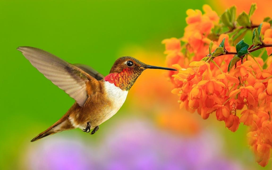 High resolution Hummingbird hd 1152x720 background ID:215701 for PC
