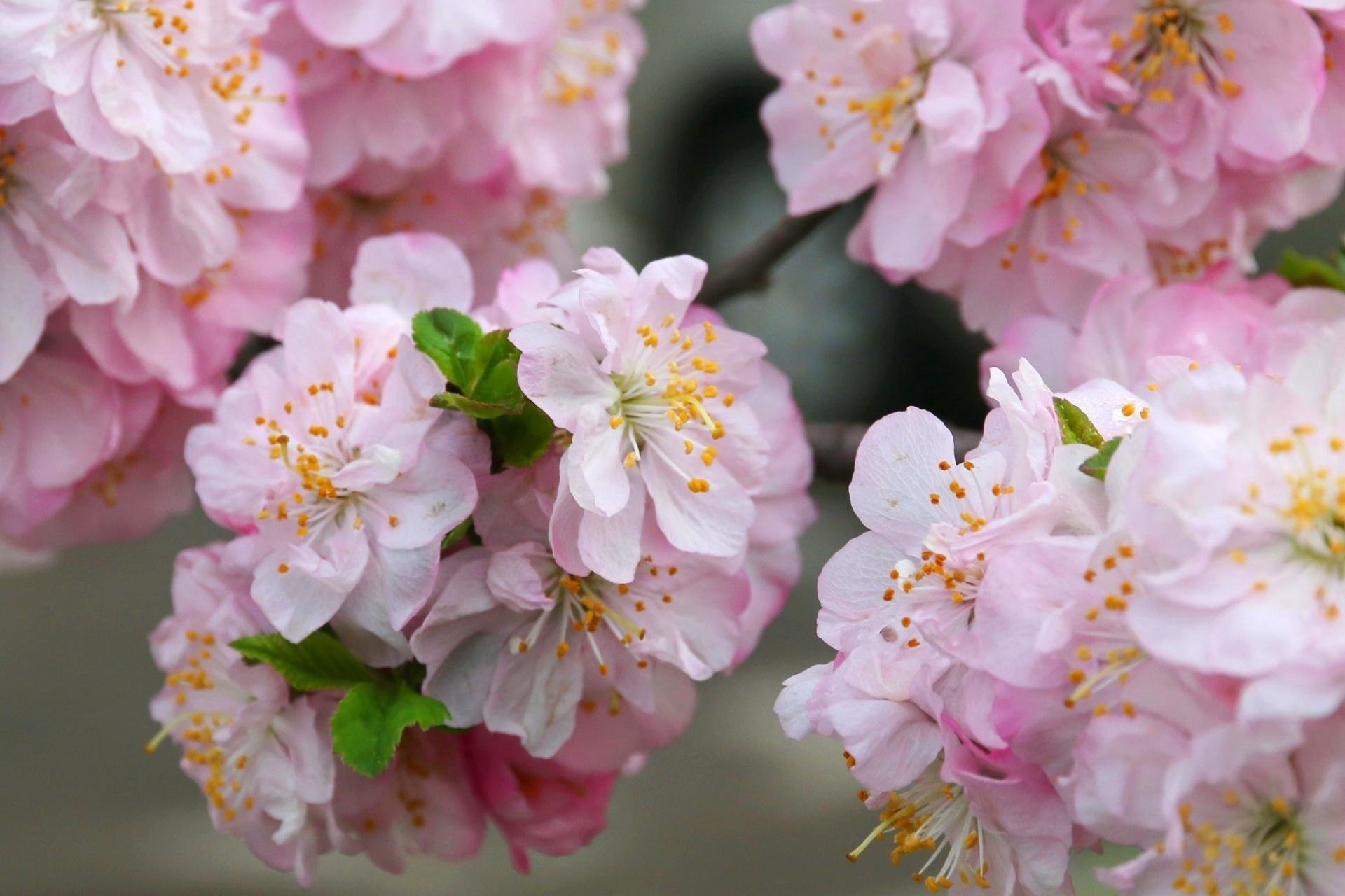 Best Sakura tree (Cherry Blossom) background ID:250048 for High Resolution hd 1920x1280 computer