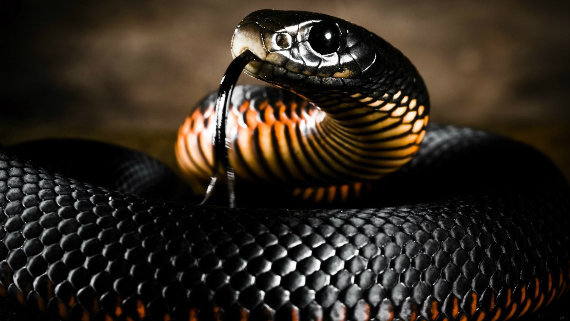 High resolution Snake full hd 1080p background ID:137180 for PC