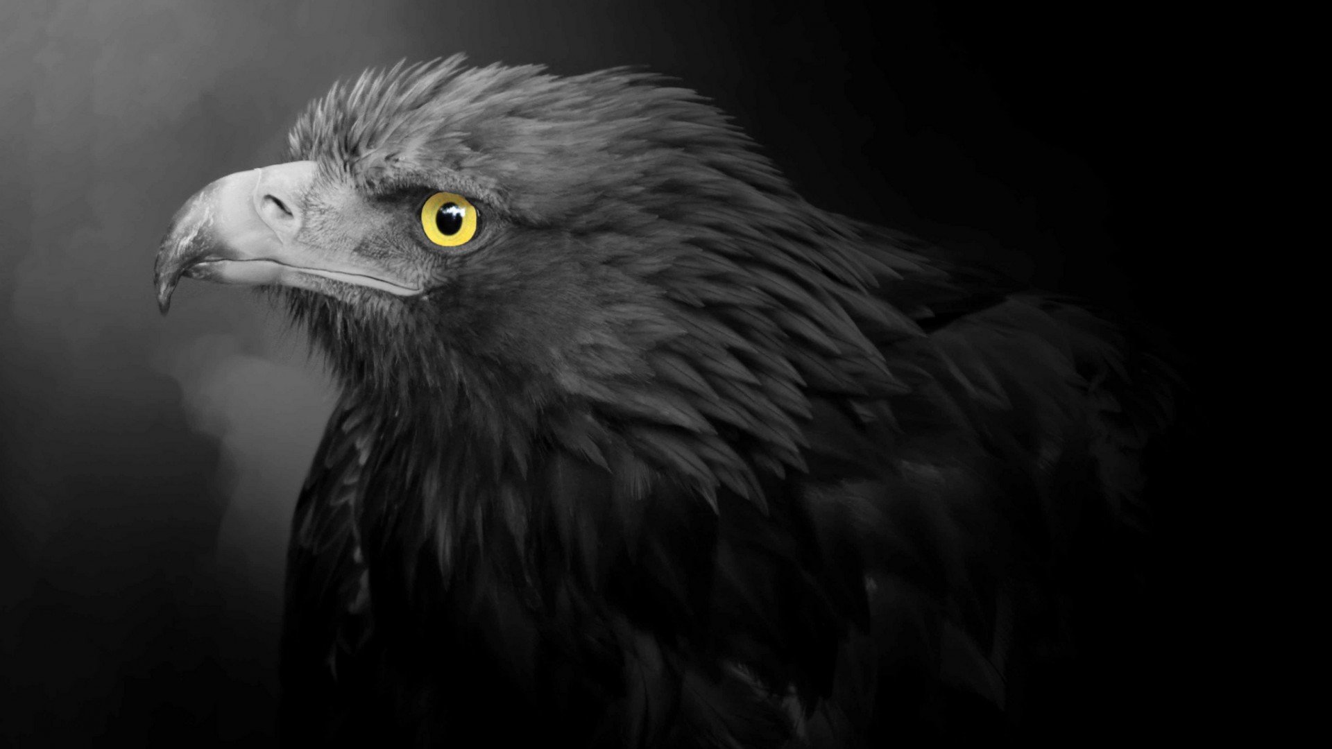 Best Eagle background ID:231334 for High Resolution full hd 1080p PC