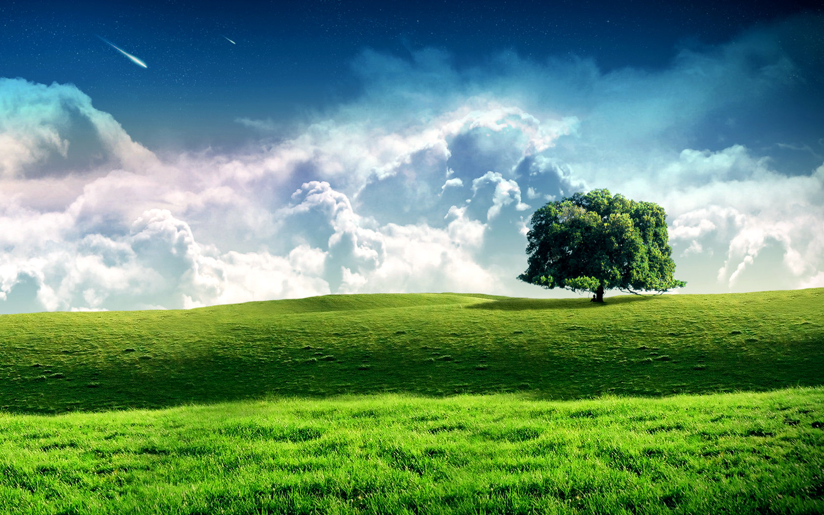 Free Tree high quality background ID:76405 for hd 1680x1050 PC