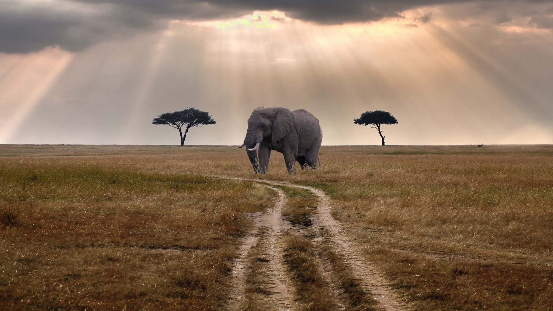 Best Elephant background ID:132840 for High Resolution full hd 1080p computer