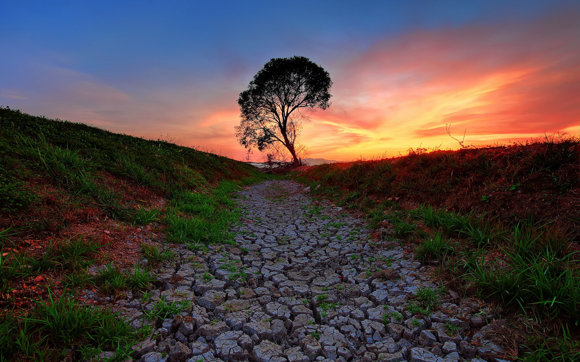 High resolution Lonely Tree hd 1920x1200 background ID:77278 for PC
