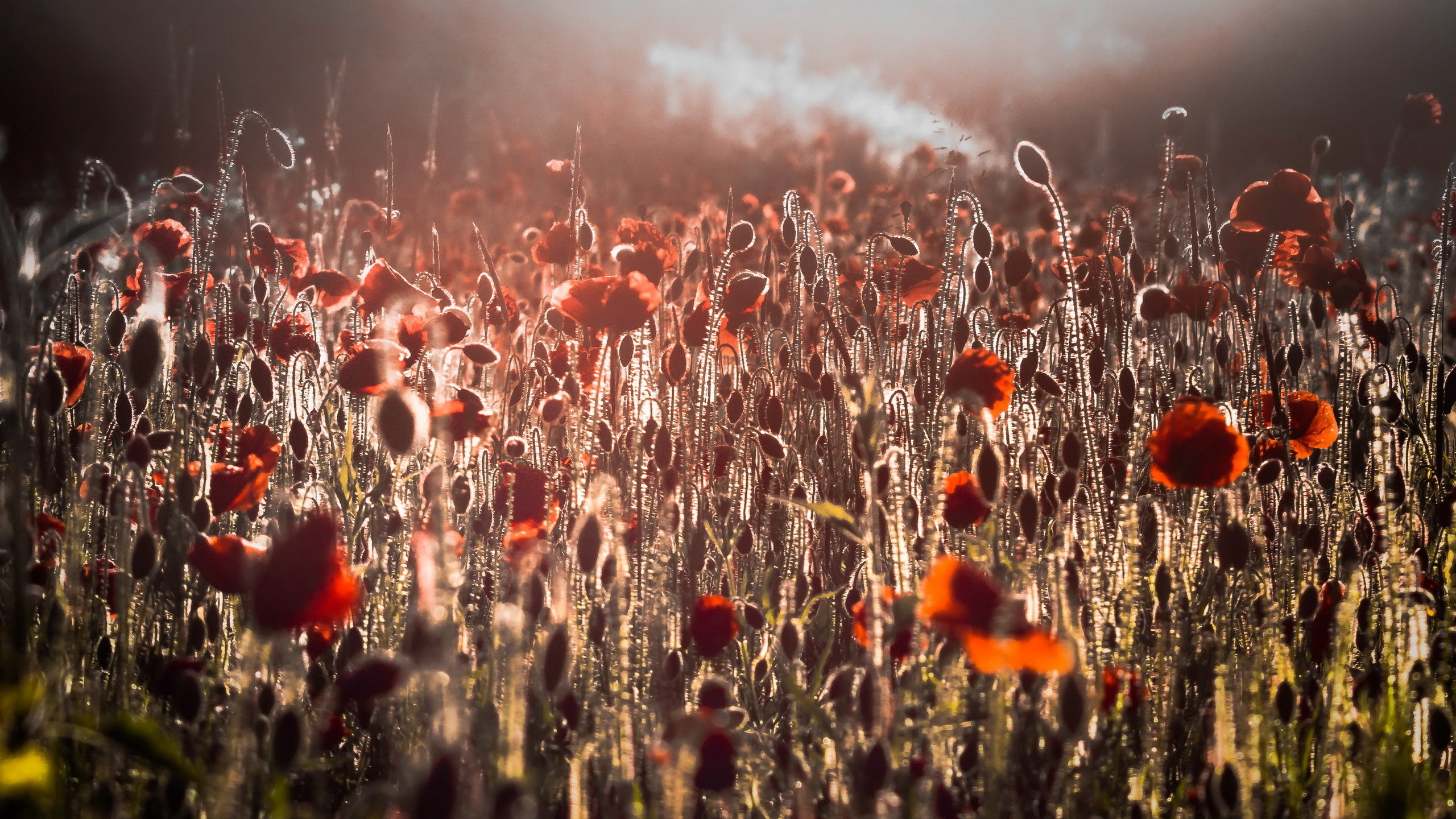 Awesome Poppy free wallpaper ID:100037 for hd 2560x1440 PC