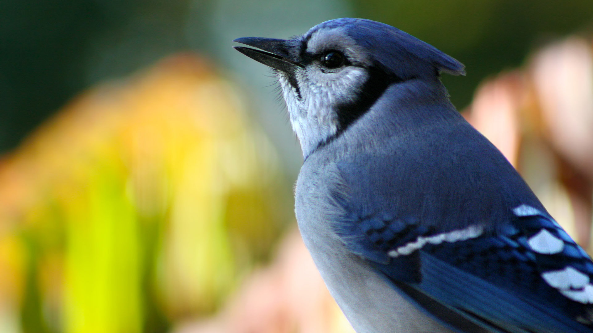 Free download Blue Jay background ID:158384 full hd 1920x1080 for computer