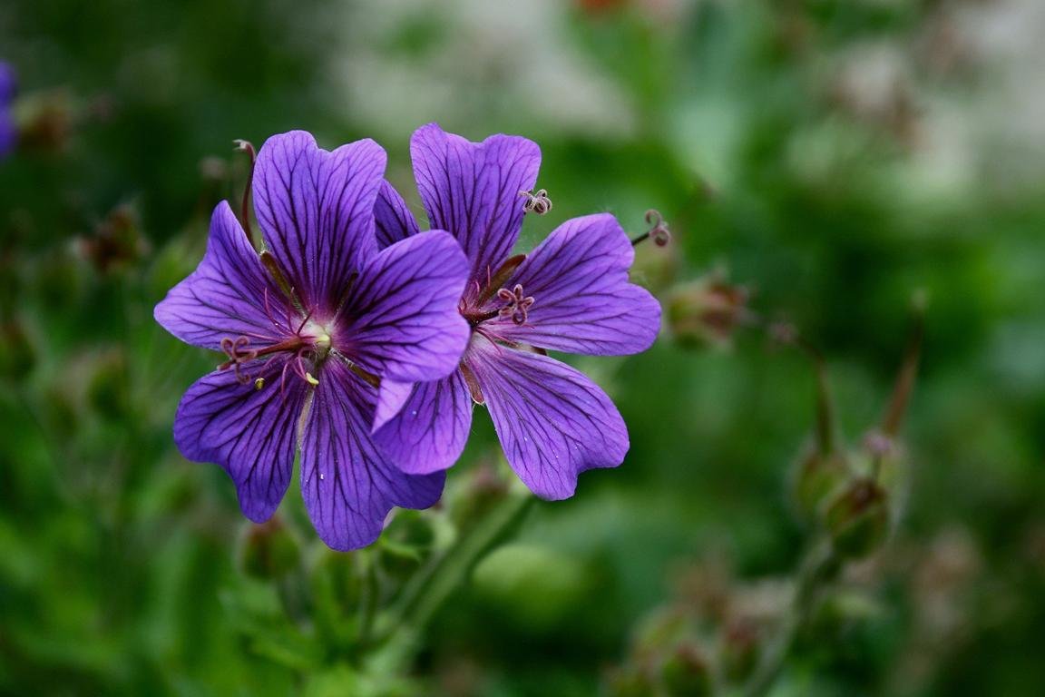 Awesome Geranium free wallpaper ID:438254 for hd 1152x768 PC
