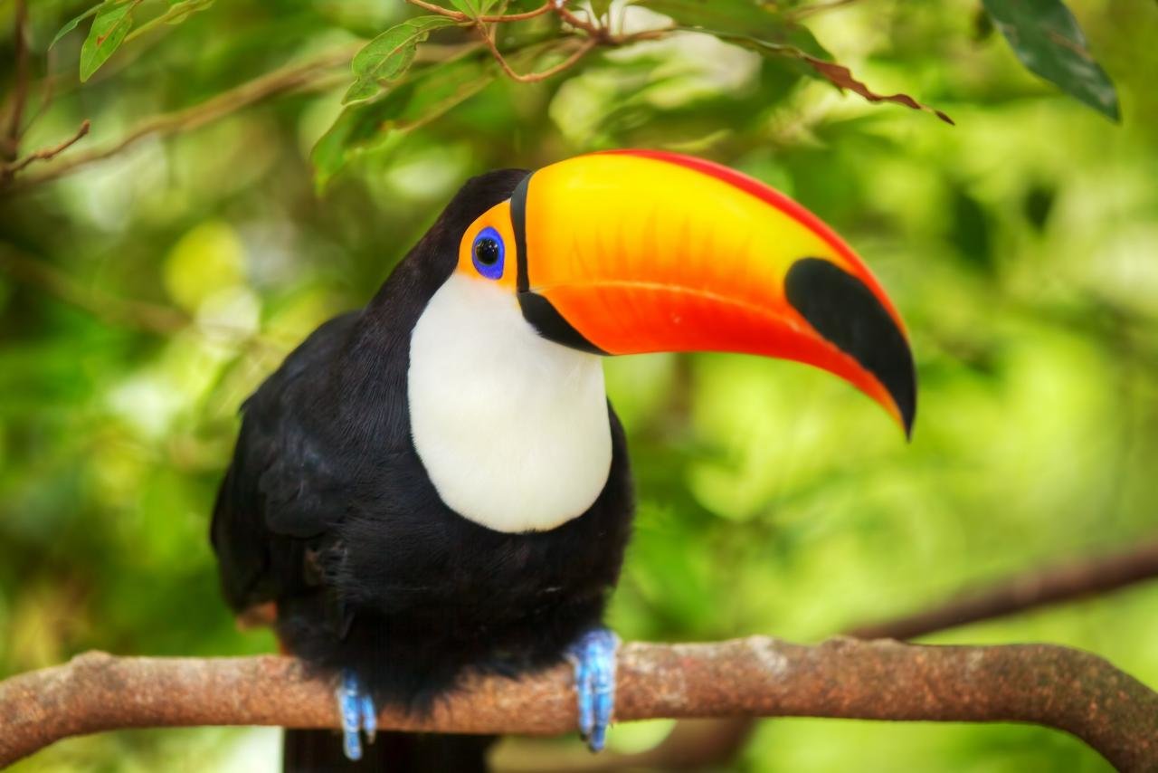 Free download Toucan background ID:57323 hd 1280x854 for computer