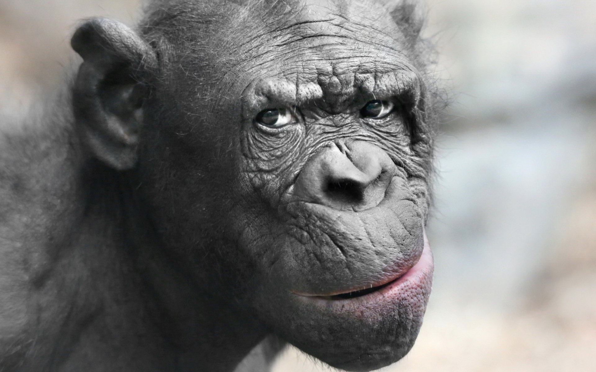 Download hd 1920x1200 Chimpanzee computer background ID:24628 for free