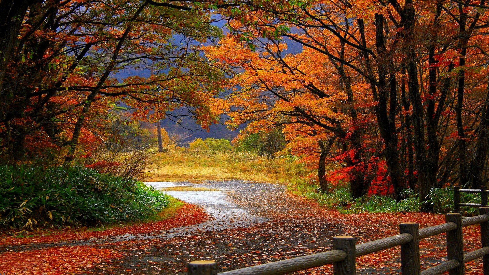 Awesome Fall free background ID:20752 for hd 1080p desktop