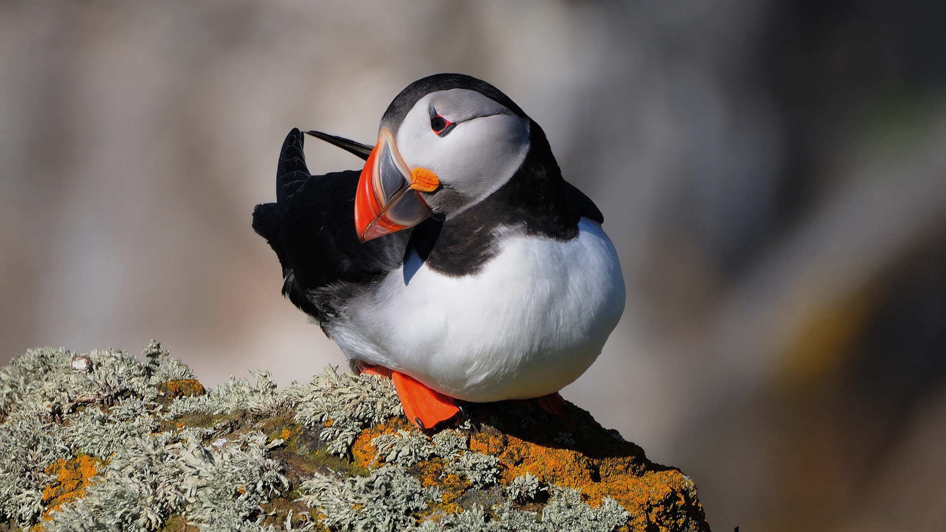 Best Puffin wallpaper ID:193193 for High Resolution full hd 1920x1080 computer