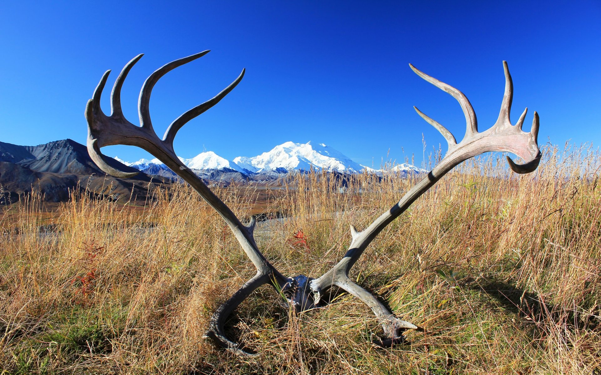 Awesome Antler free background ID:430699 for hd 1920x1200 computer