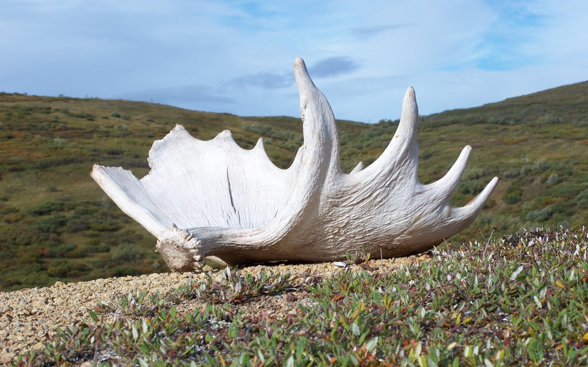 Free download Antler background ID:430706 hd 1920x1200 for computer