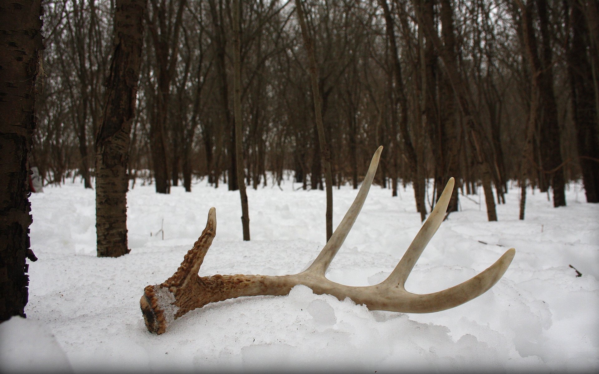 High resolution Antler hd 1920x1200 wallpaper ID:430712 for PC