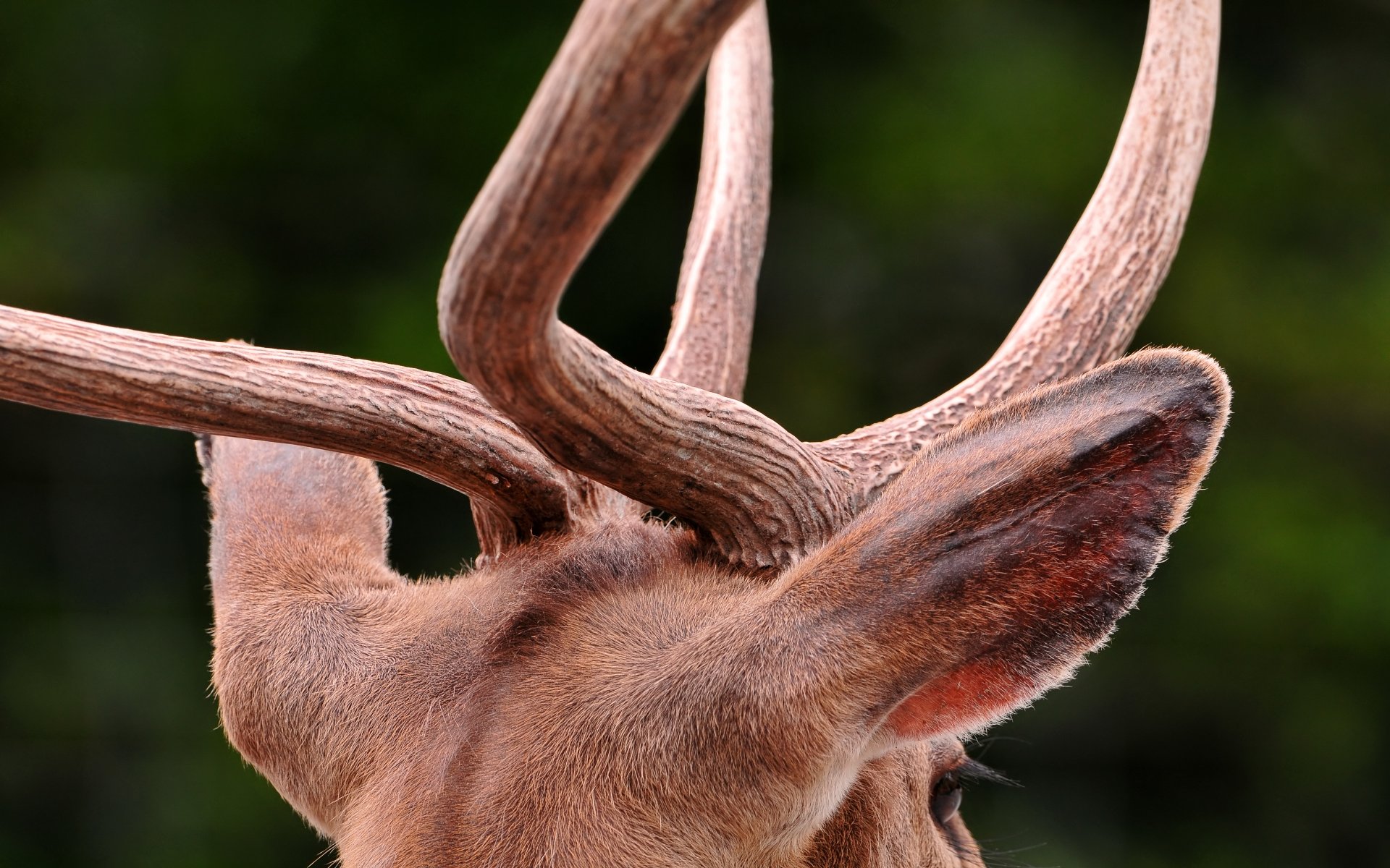 Awesome Antler free wallpaper ID:430715 for hd 1920x1200 PC