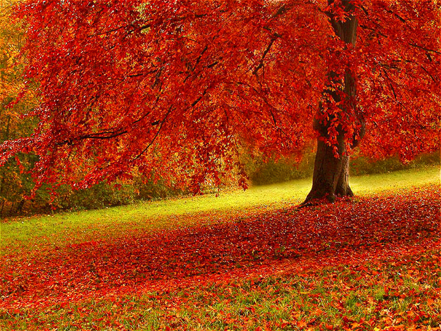 Best Fall background ID:21018 for High Resolution hd 1440x1080 computer