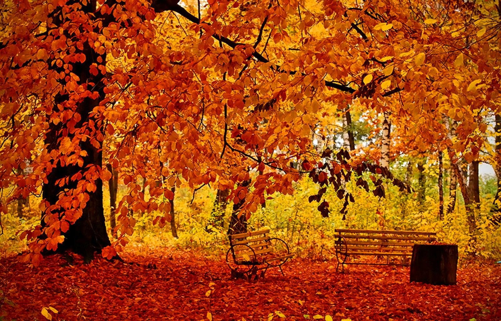 Free download Fall background ID:21017 hd 1600x1024 for PC