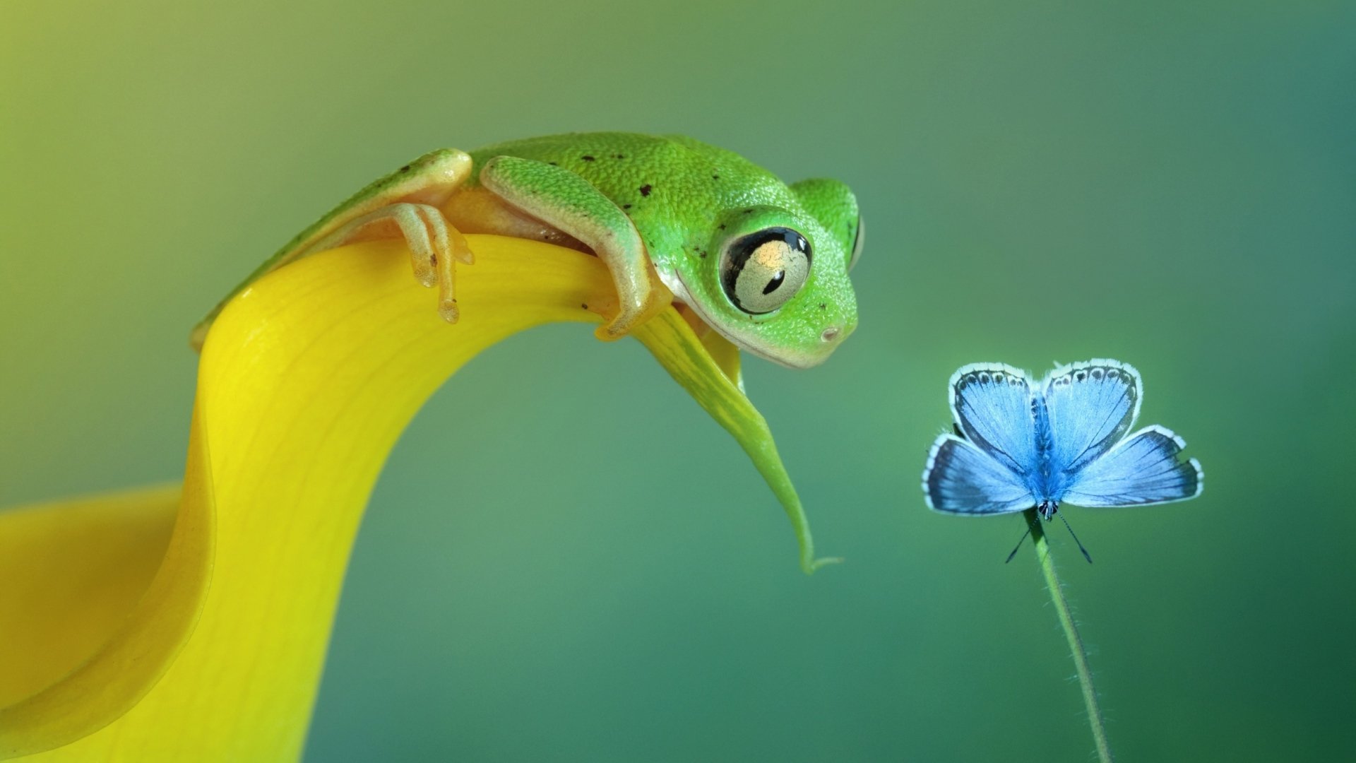 Best Frog background ID:328673 for High Resolution full hd 1920x1080 desktop