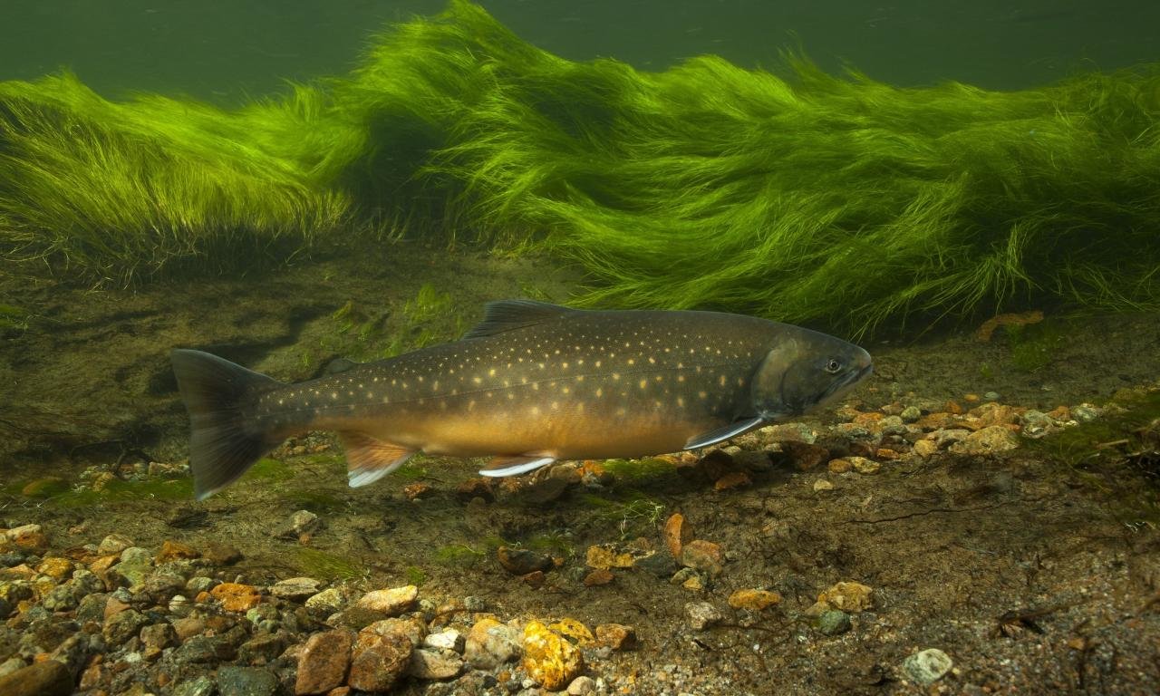 Download hd 1280x768 Trout computer background ID:184680 for free