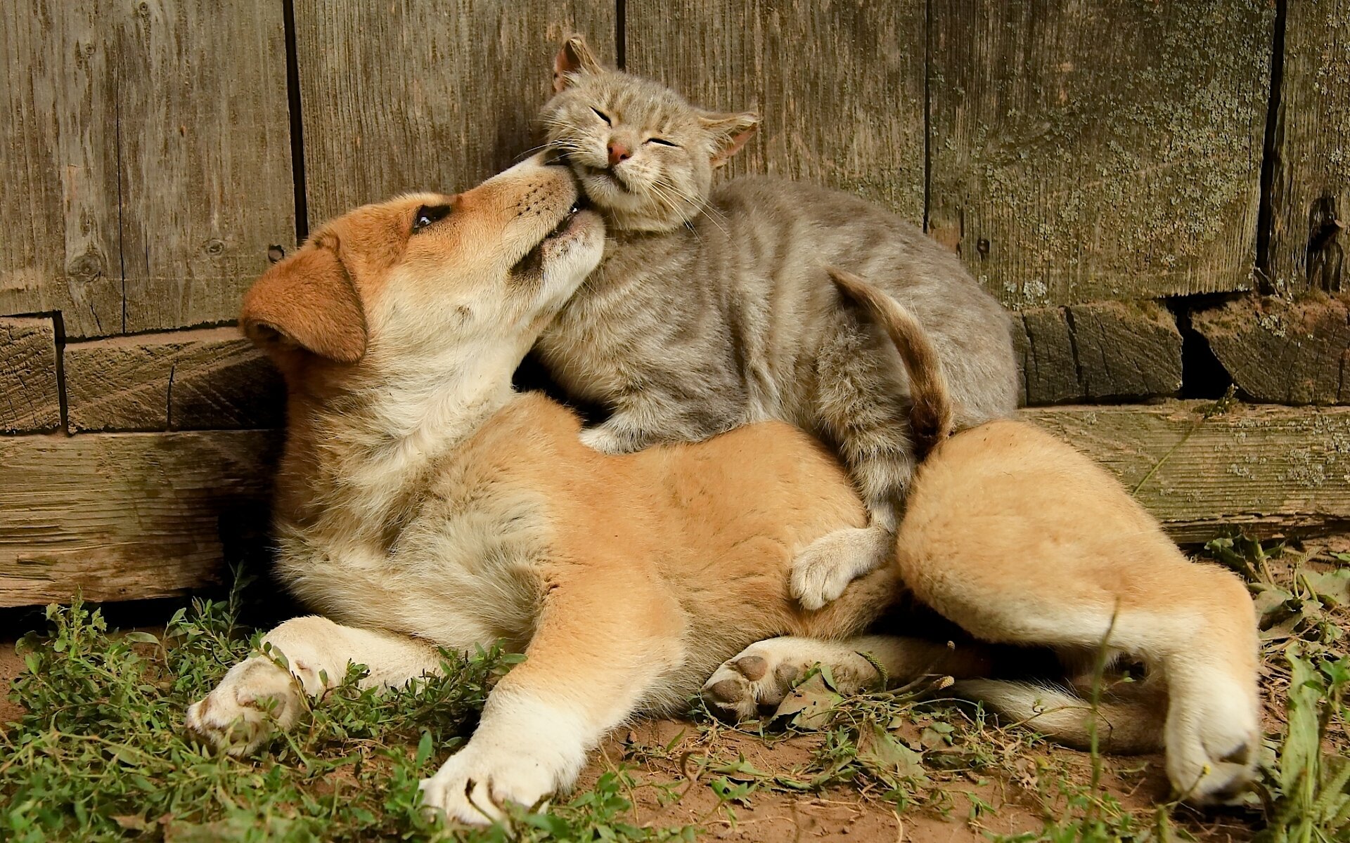 Awesome Cat and Dog free background ID:125337 for hd 1920x1200 desktop