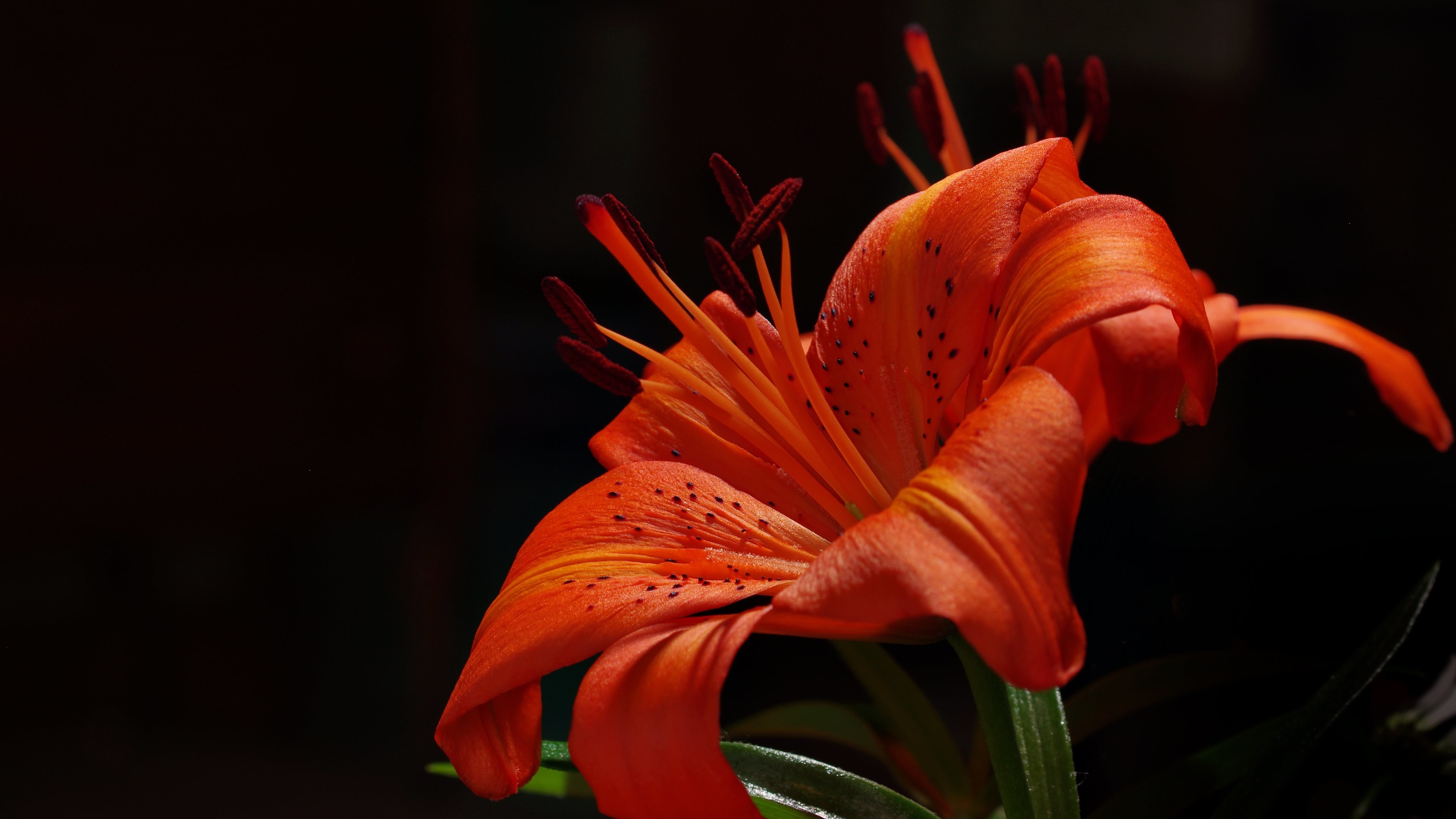 Awesome Lily free wallpaper ID:131969 for 4k desktop