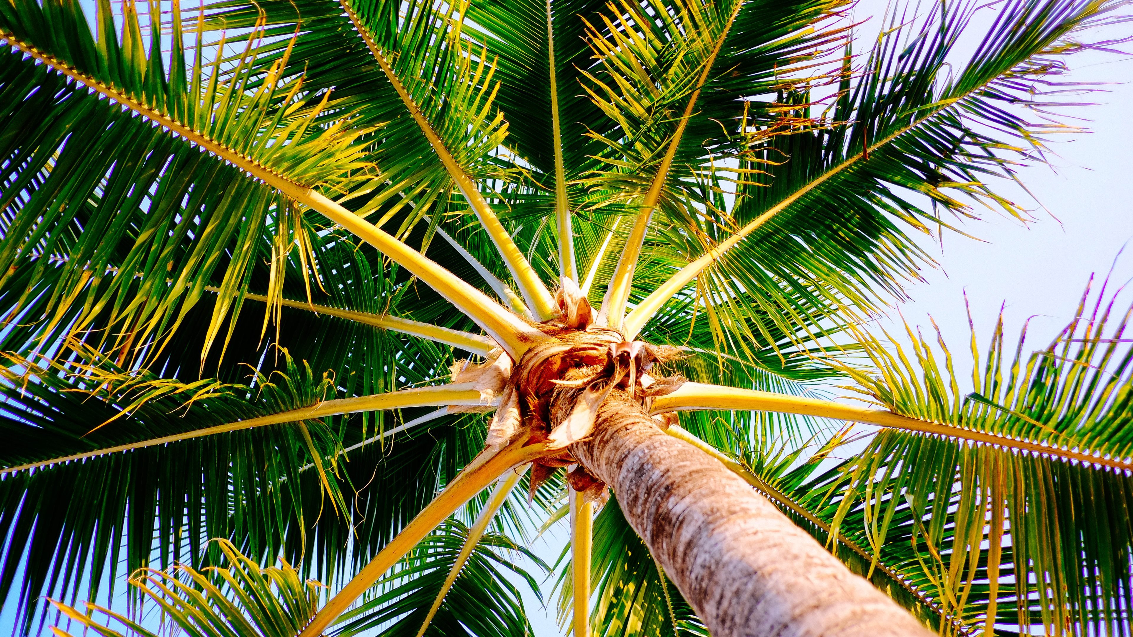Best Palm Tree wallpaper ID:407789 for High Resolution 4k PC