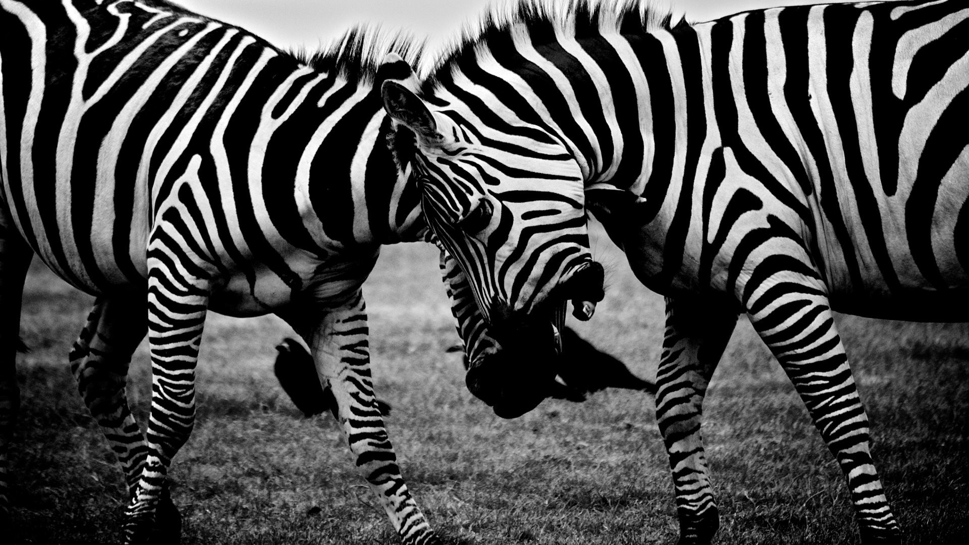 Download 1080p Zebra computer background ID:73780 for free