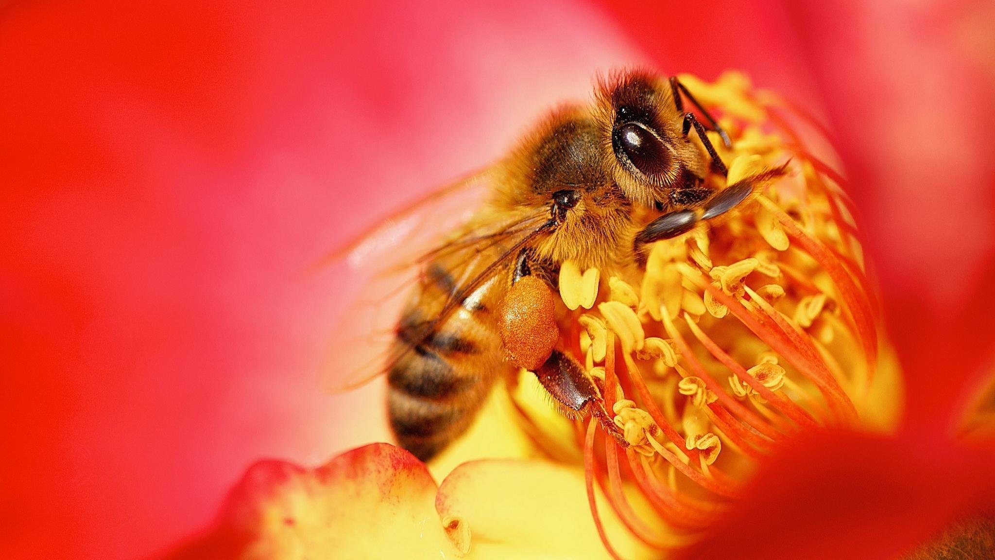 Best Bee background ID:460793 for High Resolution hd 2048x1152 PC