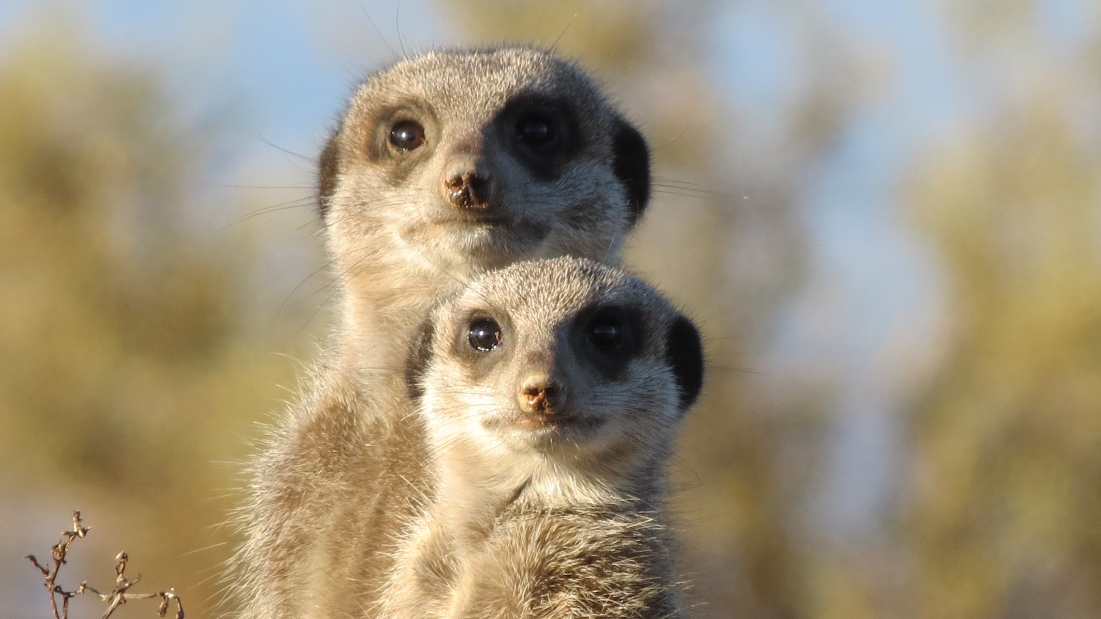 Awesome Meerkat free wallpaper ID:164581 for uhd 4k PC
