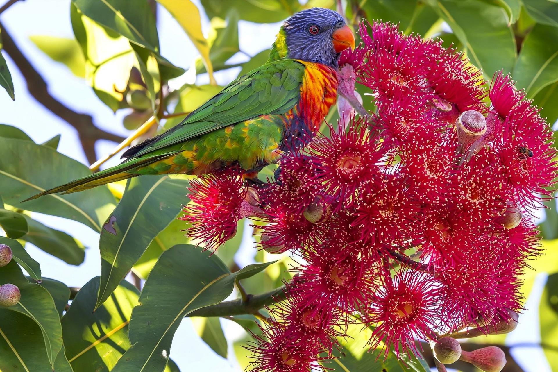 Awesome Rainbow Lorikeet free background ID:10142 for hd 1920x1280 computer