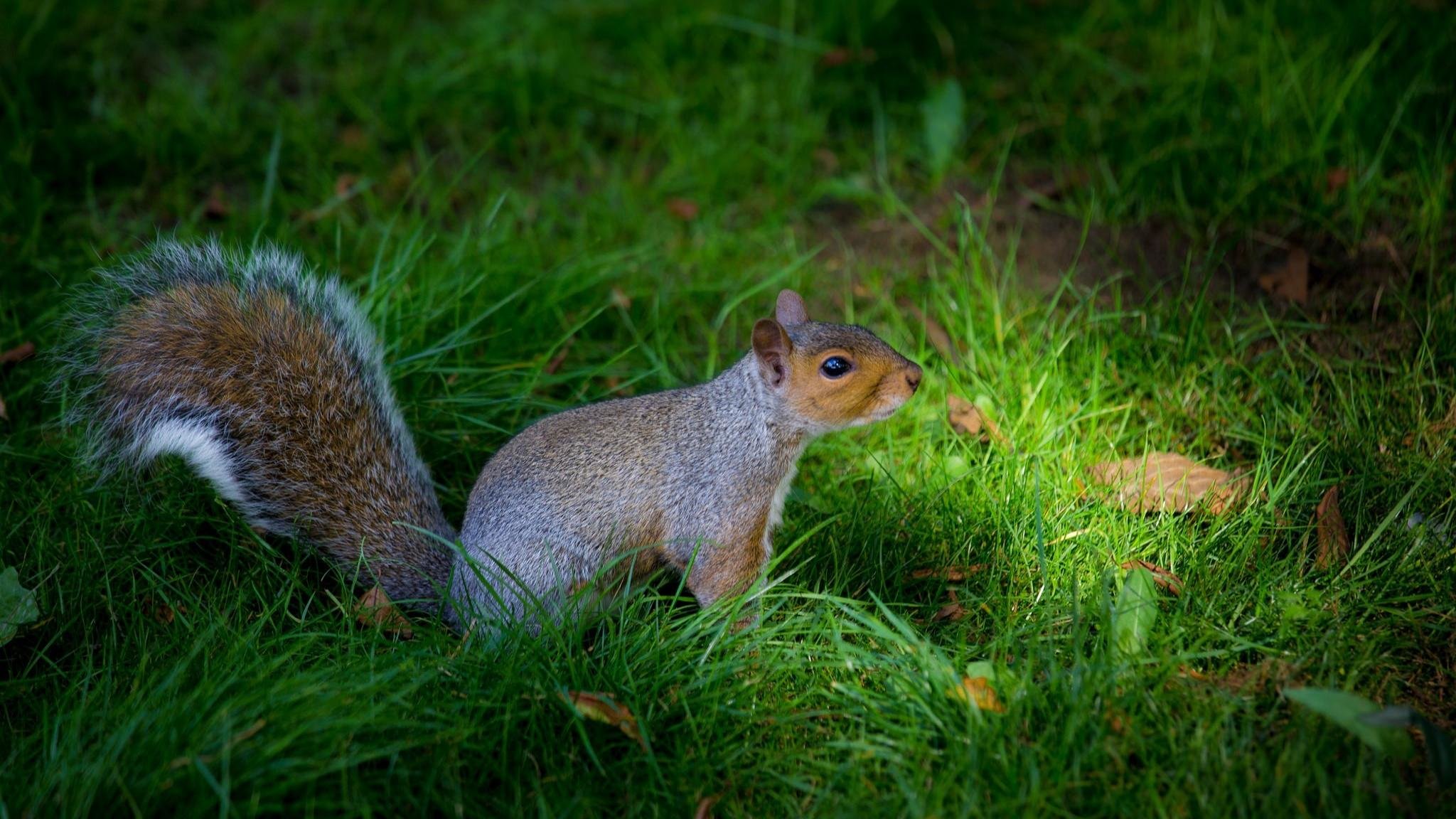 Free download Squirrel background ID:312038 hd 2048x1152 for PC