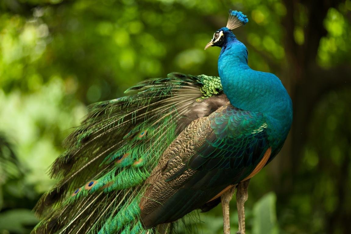 High resolution Peacock hd 1152x768 wallpaper ID:151832 for PC