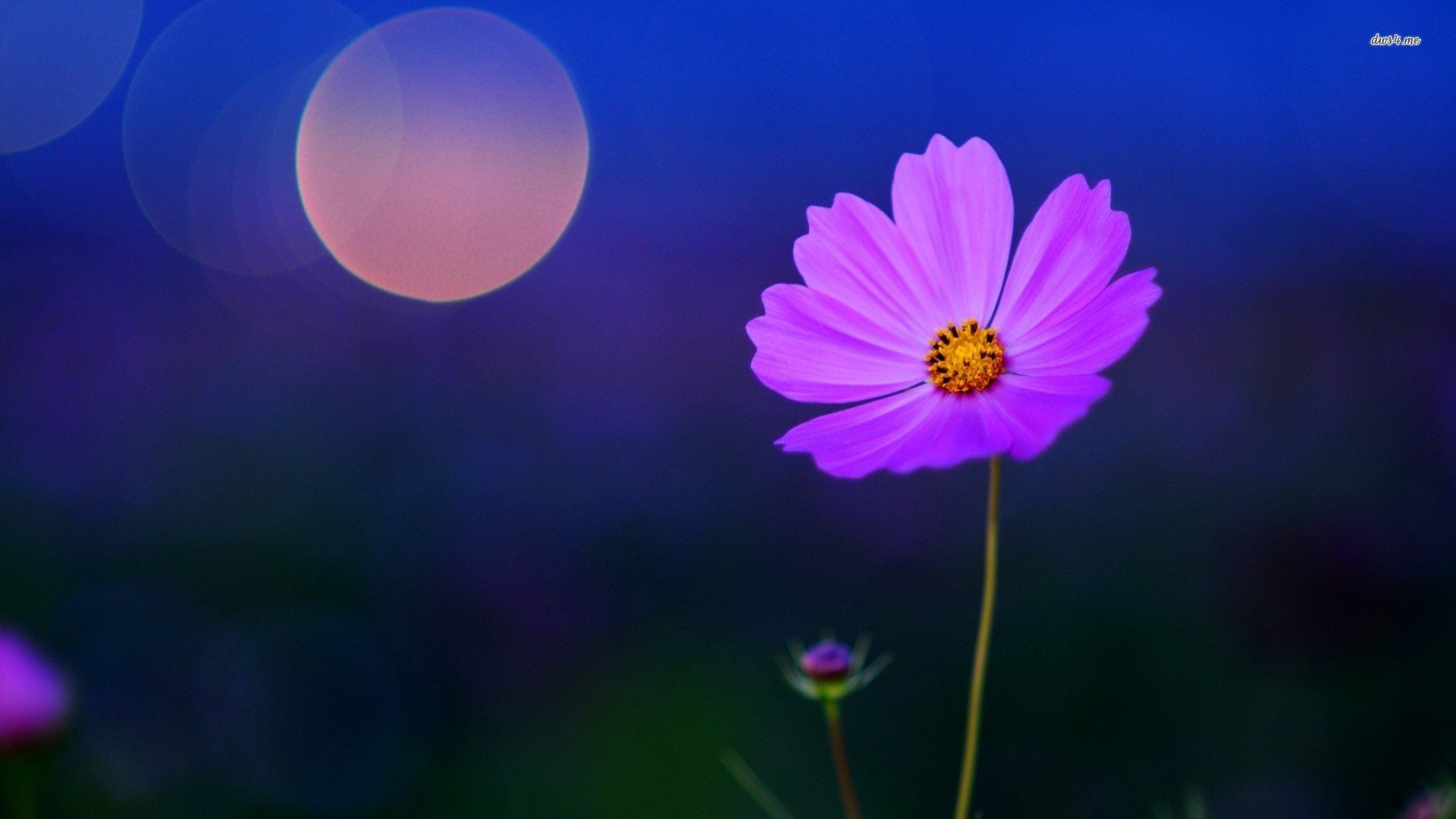 Free Daisy high quality background ID:363257 for full hd 1080p desktop