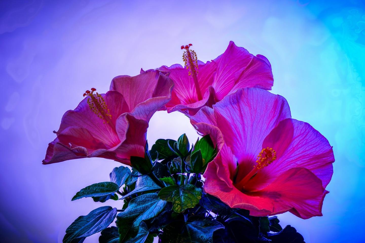 Free Hibiscus high quality background ID:24443 for hd 1440x960 desktop