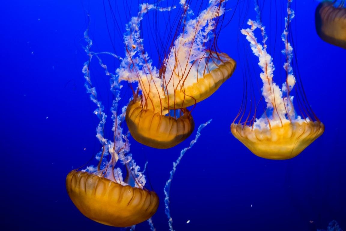Awesome Jellyfish free background ID:199807 for hd 1152x768 desktop
