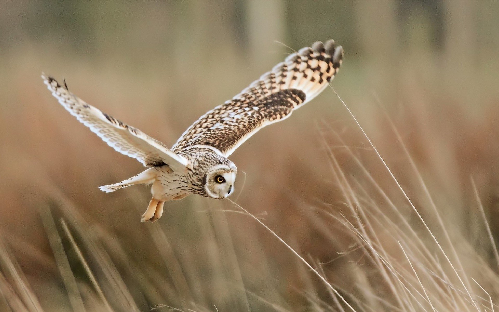 Awesome Owl free wallpaper ID:237074 for hd 1920x1200 PC