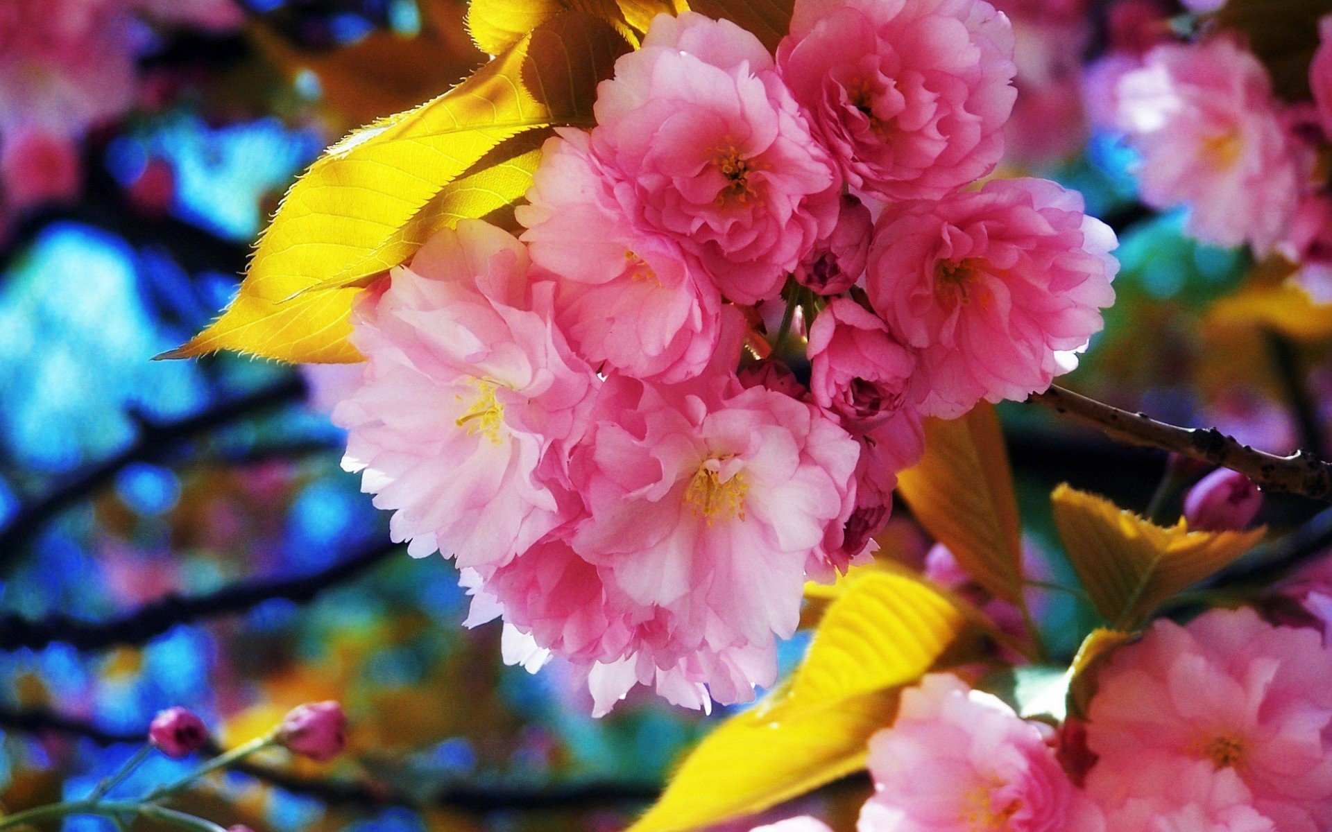 High resolution Sakura tree (Cherry Blossom) hd 1920x1200 background ID:250051 for desktop