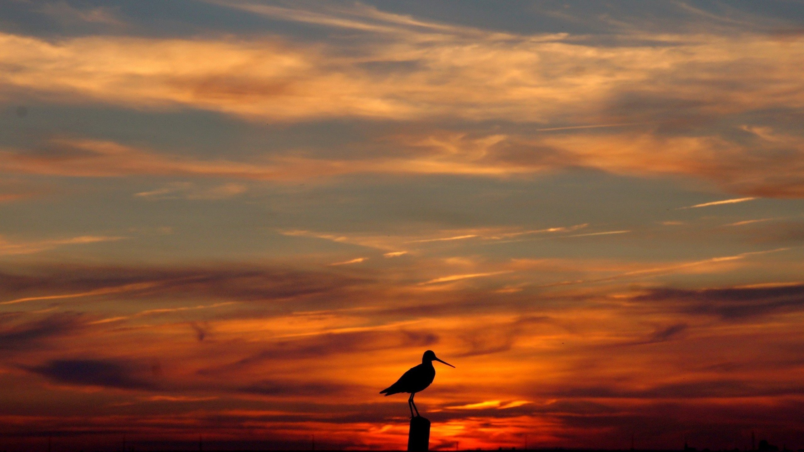 Best Seagull wallpaper ID:66871 for High Resolution hd 2560x1440 PC