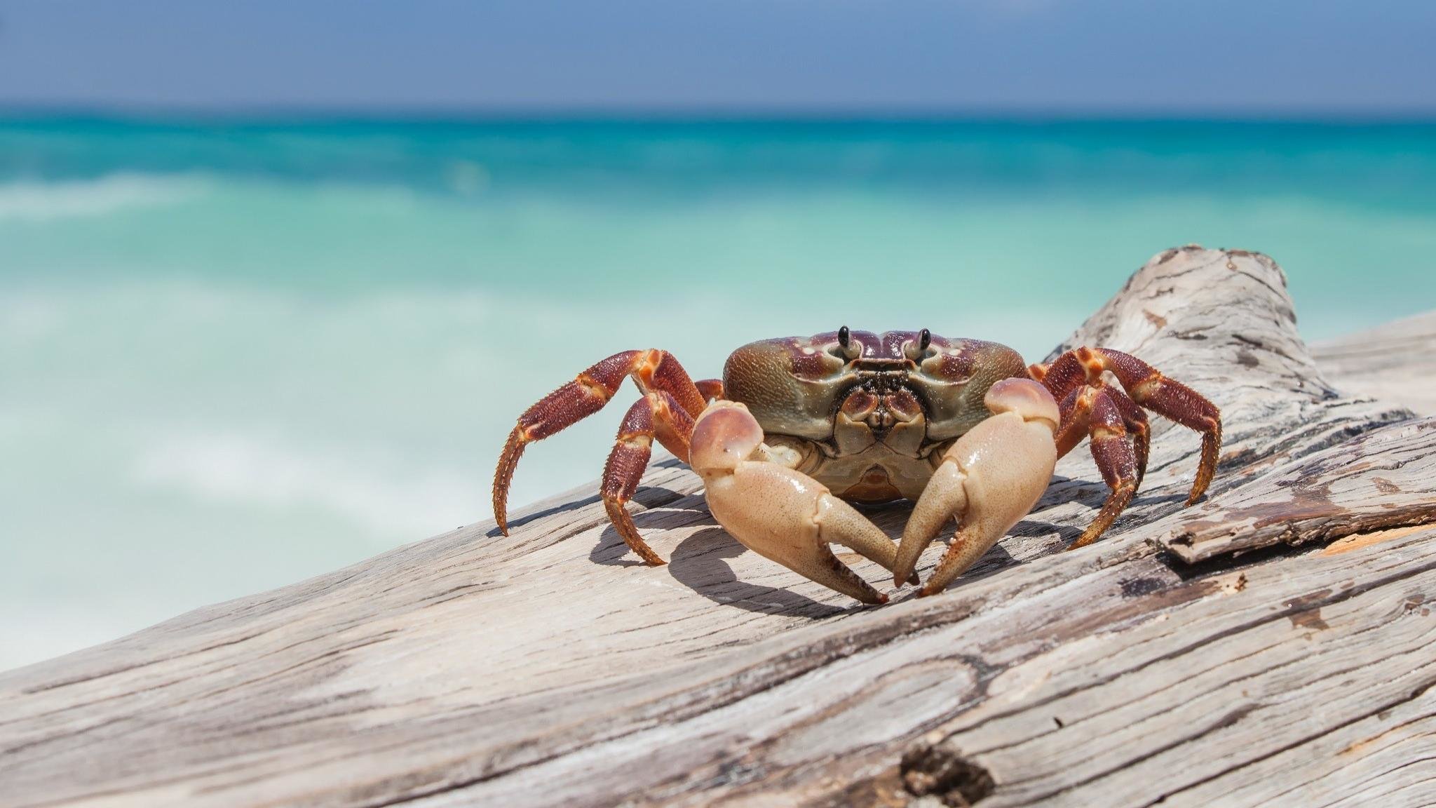 Best Crab wallpaper ID:294294 for High Resolution hd 2048x1152 computer