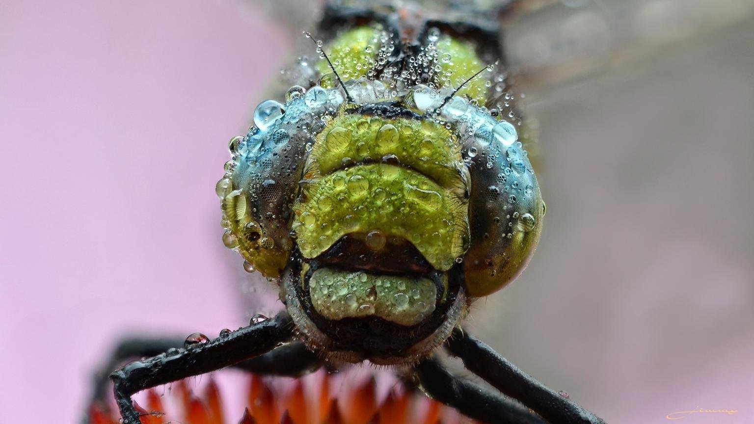High resolution Dragonfly hd 1536x864 background ID:467566 for PC