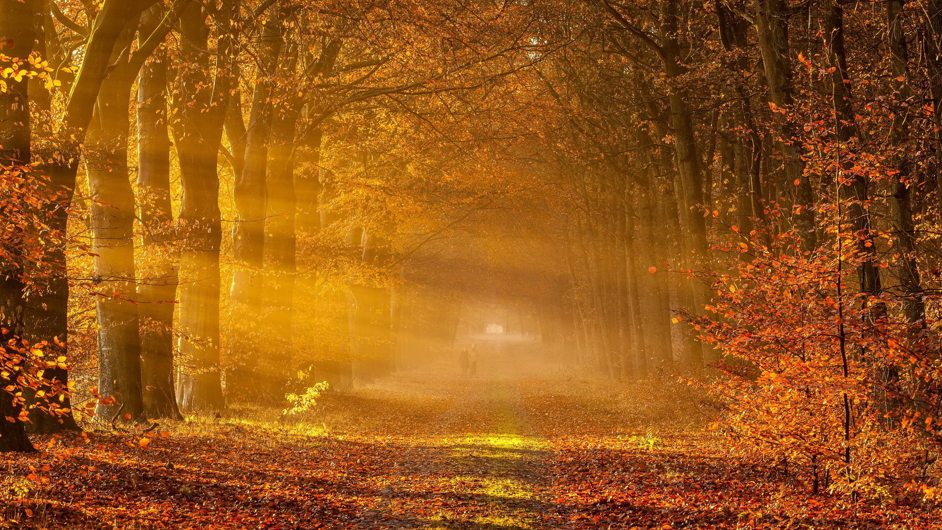 Best Fall background ID:21014 for High Resolution full hd 1080p PC