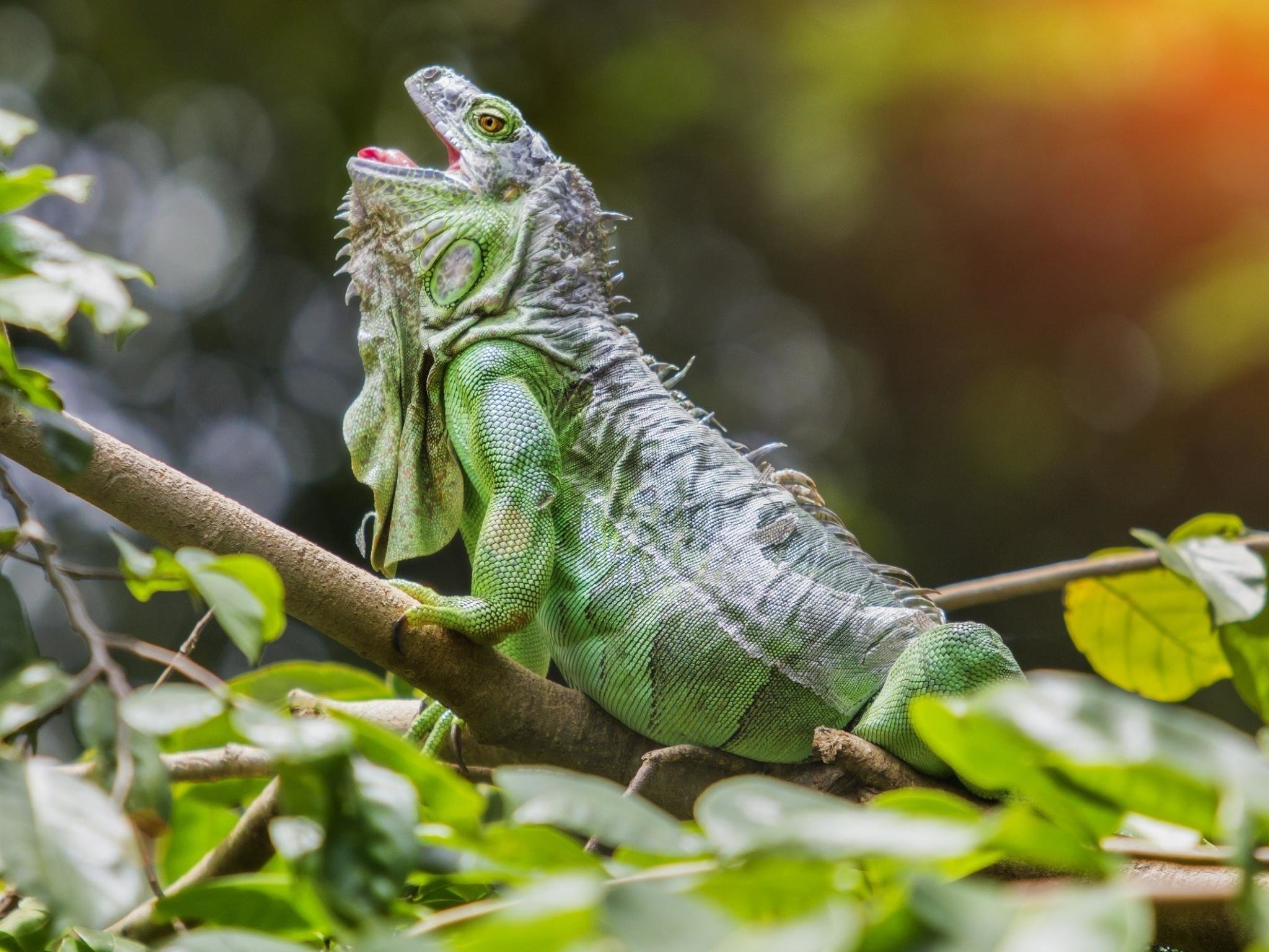 Download hd 2048x1536 Iguana computer background ID:380920 for free